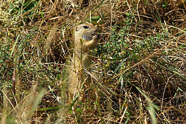 European ground squirrel (Spermophilus citellus) Photo by Károly Teleki