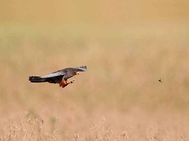 Red-footed falcon (Falco vespertinus) photo by Helge Sorensen
