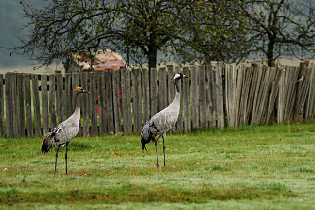 Cranes in Hortobagy