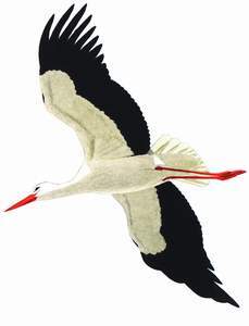 077 White Stork pic