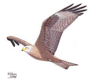 083 Black Kite pic