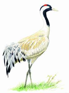 125 Common (aka Eurasian) Crane pic