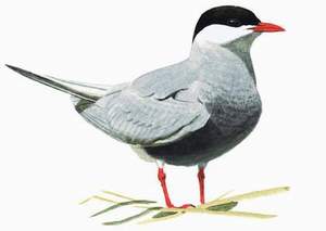 213 Whiskered Tern pic