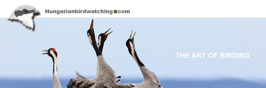 Common Cranes (Grus grus)