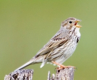 Corn Bunting