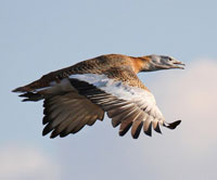 Great-bustard-flying
