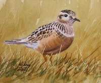 Juvenile Dotterel