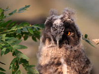 Long-eared-Owlet