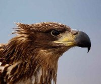 White-tailed Eagle